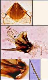   Apis andreniformis  female terminalia, photo: A.H. Smith-Pardo 
